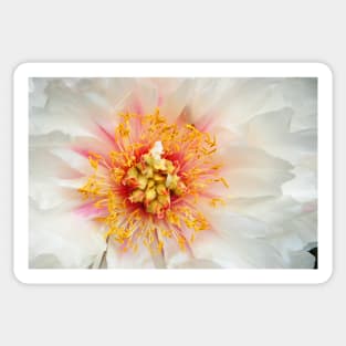 White Peony 2 Sticker